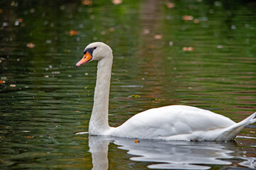 Ein weißer Schwan auf dem Wasser