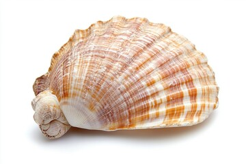 Obraz premium sea shell isolated on white background