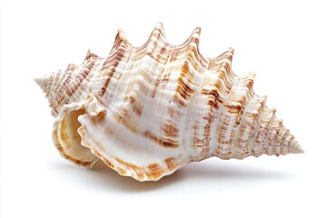 seashell isolated