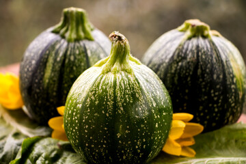 Gruppe runder Zucchini mit Blüten und dekorativer schale auf einer Gartenmauer