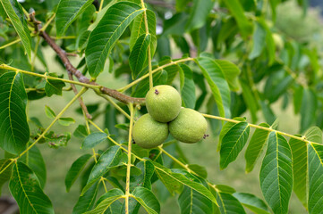 Close-Up of Green Walnuts on a Walnut Tree Branch