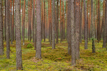 Obraz premium Tranquil Pine Forest With Sunlight Filtering Through Trees