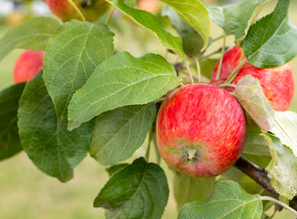 Fresh Red Apples on Tree Branch in Orchard
