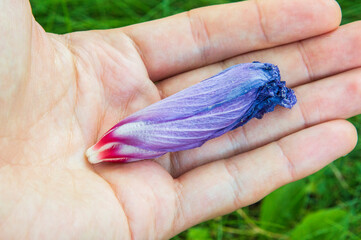 close-up: blue bird cultivar of syrian ketmia blue-violet flower with maroon center in the left hand