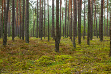 Obraz premium Serene Pine Forest Landscape Capturing Natural Tranquility