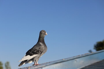 a pigeon perched on the roof on blue sky
