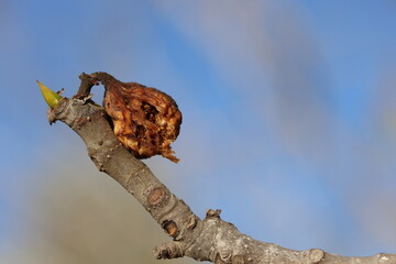 dried up fig fruit on the tree