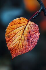 Closeup of a single autumn leaf with dew drops, red and orange colors, blurred background.