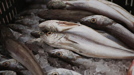 Magnificent freshly caught fish lies in a container with ice. Freshly caught sea fish lies on the counter of a fish shop.
