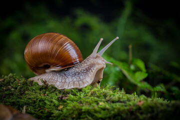 garden snail on moss in the forest