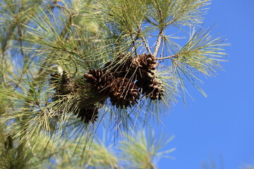 Naklejka premium turkish pine tree with pine cones