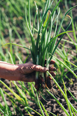 Green onions in the hands of a farmer. Green onions grow in the field. Healthy food. Vitamins. Vegetable farm.Diet. 