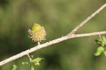 acorns and leaves of Quercus coccifera	
