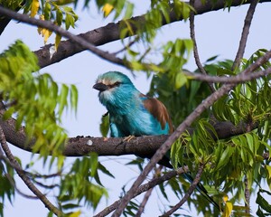 Abyssinian Roller