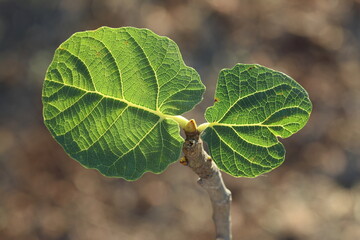 close up of fig tree leaf