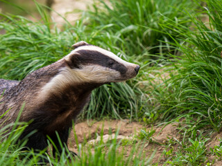 Badger ( Meles meles ) in Grass