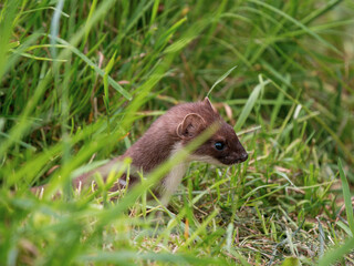Close-up of a Stoat in Grass