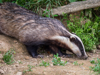 Badger ( Meles meles ) in Grass © Stephan Morris 