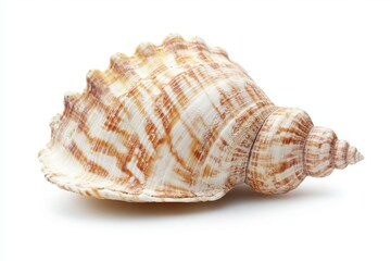 seashell isolated