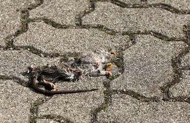 Dead rat run over on a road