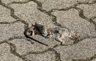 Dead rat run over on a road