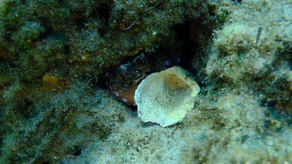 Seashell of bivalve mollusc Thorny oyster (Spondylus gaederopus) undersea, Aegean Sea, Greece, Syros island, Azolimnos beach © Alexey