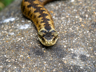 Close-up of a Grass Snake