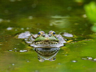 Marsh Frog Head in a Pond