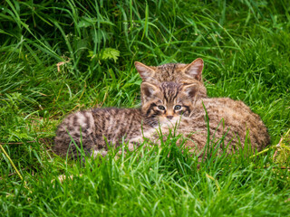 Scottish Wildcat Kitten Playing in Grass © Stephan Morris 