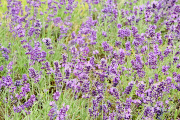 Obraz premium Natural background. Beautiful blooming lavender closeup