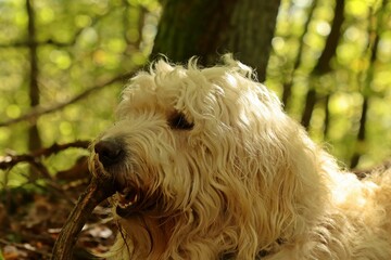  Goldendoodle mit Stock.