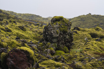 Eldrhaun - the biggest lava field in the world in summer on iceland