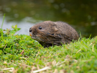 Close Up of a Water Vole
