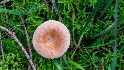 Waldboden bedecken Pilze ihre leuchtenden Farben kontrastieren mit den gefallenen Blättern. Die...