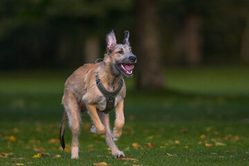 The majestic Irish Wolfhound walks runs along the open autumn fields in a public park, lined with...