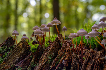 Waldboden bedecken Pilze ihre leuchtenden Farben kontrastieren mit den gefallenen Blättern. Die...