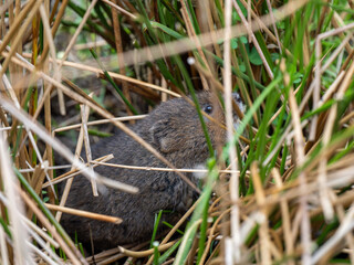 Close Up of a Water Vole