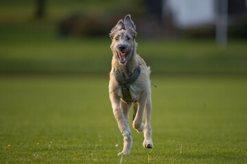 The majestic Irish Wolfhound walks runs along the open autumn fields in a public park, lined with...