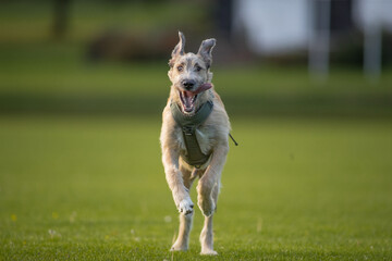 The majestic Irish Wolfhound walks runs along the open autumn fields in a public park, lined with...