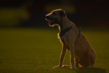 The majestic Irish Wolfhound walks runs along the open autumn fields in a public park, lined with...