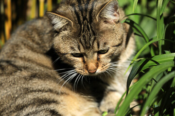 Obraz premium Cat lying in the grass on a meadow