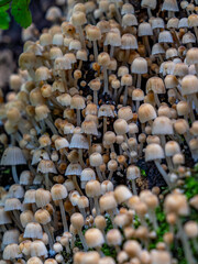 Waldboden bedecken Pilze ihre leuchtenden Farben kontrastieren mit den gefallenen Blättern. Die...