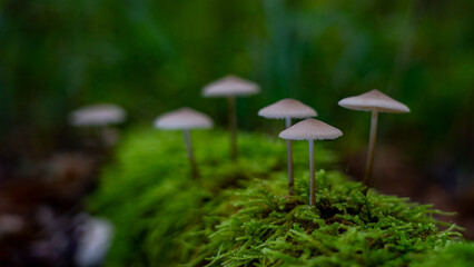 Waldboden bedecken Pilze ihre leuchtenden Farben kontrastieren mit den gefallenen Blättern. Die magische Atmosphäre wird durch das gefleckte Sonnenlicht, das durch das Blätterdach filtert, verstärkt.