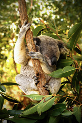 koala sleeping in a tree