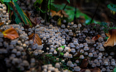 Waldboden bedecken Pilze ihre leuchtenden Farben kontrastieren mit den gefallenen Blättern. Die magische Atmosphäre wird durch das gefleckte Sonnenlicht, das durch das Blätterdach filtert, verstärkt.