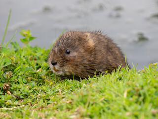 Water Vole Swimming