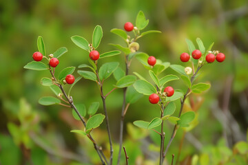 Obraz premium A close-up of a plant growing in the wild with thin green leaves and small red berries growing along its stems