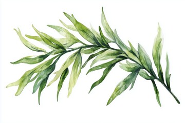Fototapeta premium Sprig of fresh green tarragon. Hand drawn watercolor illustration, isolated on white background 