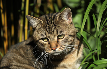 Cat lying in the grass on a meadow