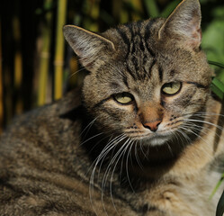 Cat lying in the grass on a meadow